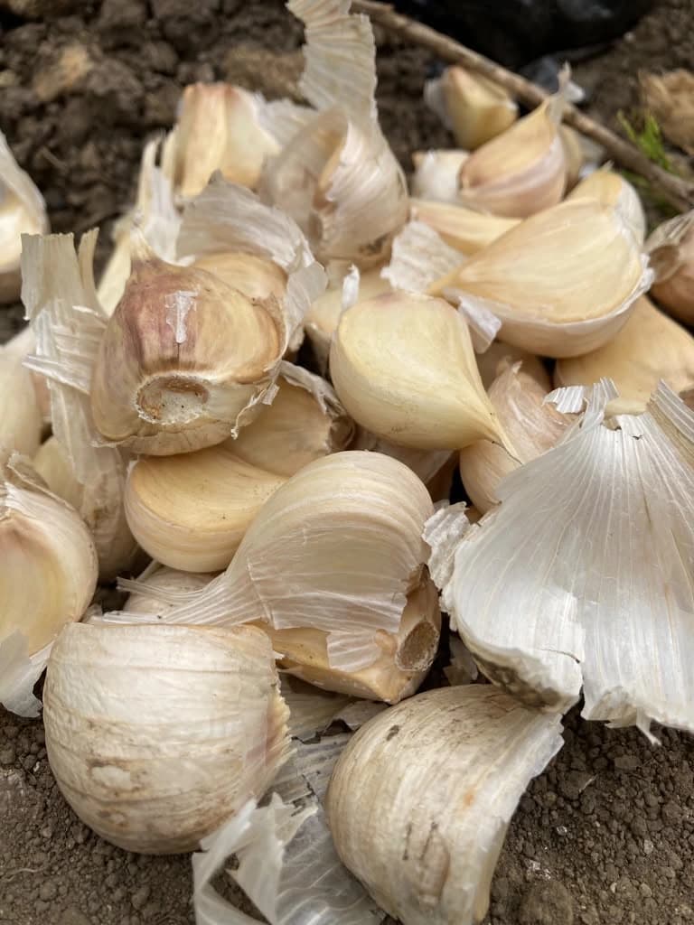 土の上に、ばらしたニンニクの片が皮ごと積み重なっている