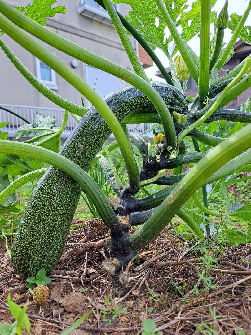 立ち上がった茎の根元で、太く育ったズッキーニの実
