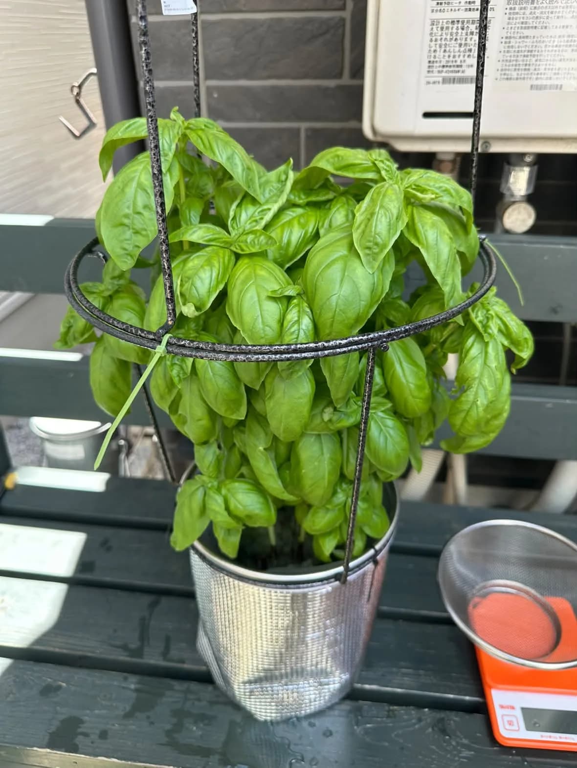 支柱リングからあふれるほど茂ったバジルと、収穫量を量るキッチンスケール