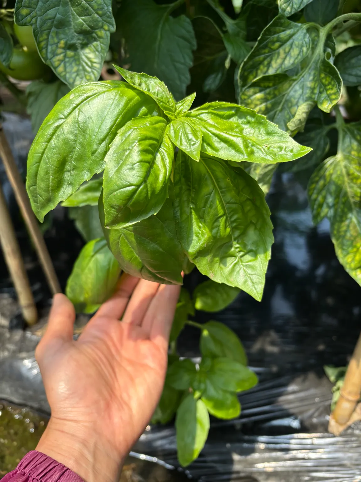 トマトの株元で育つバジル