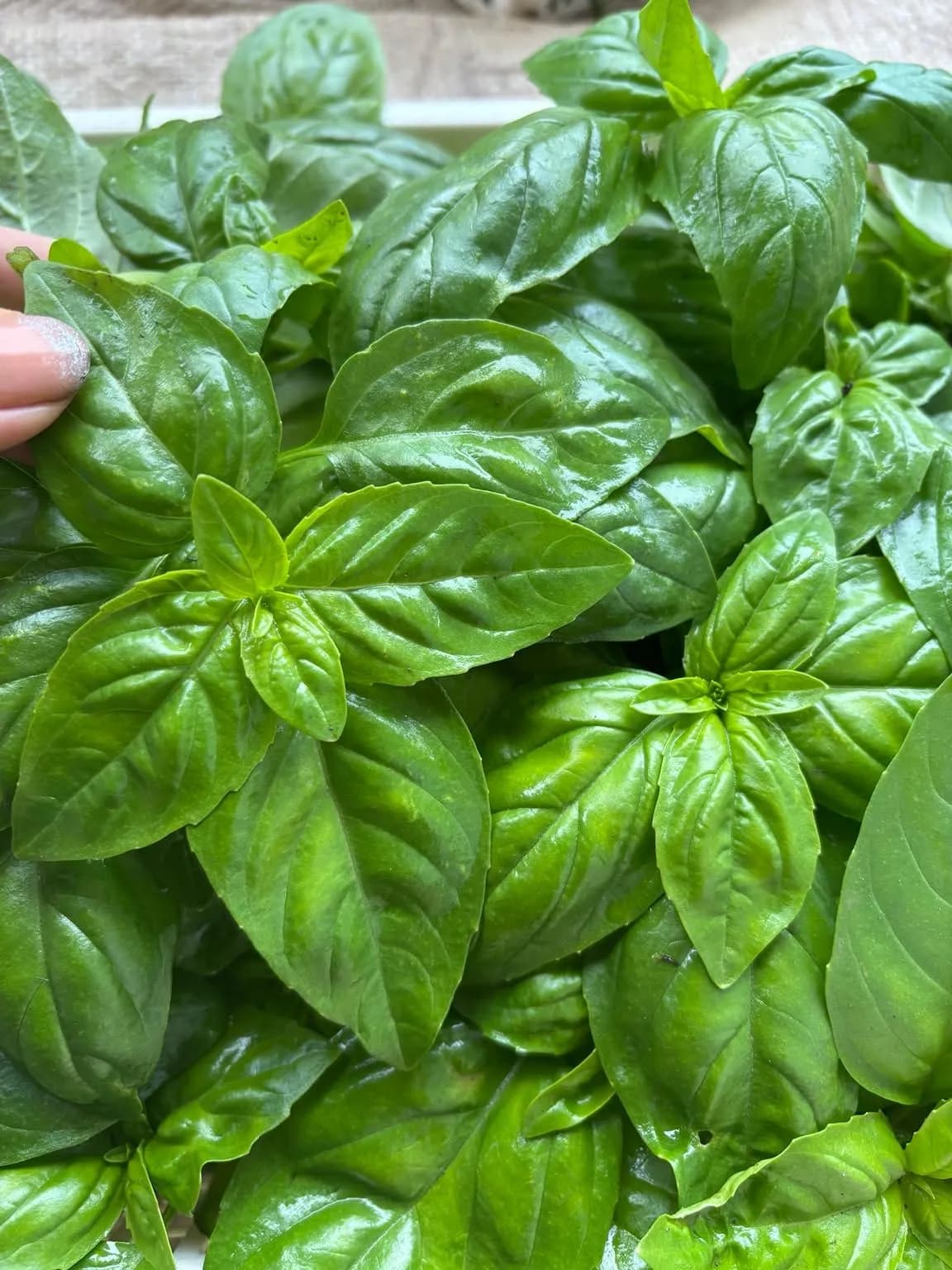 収穫したバジルの葉