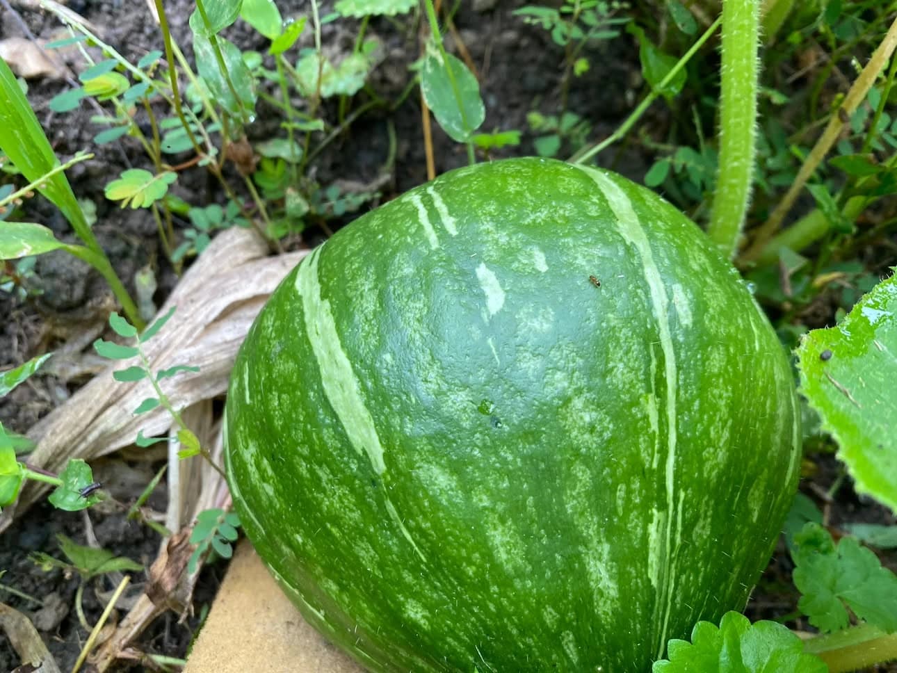 地面の板の上に置かれた、薄緑の縞が入った南瓜