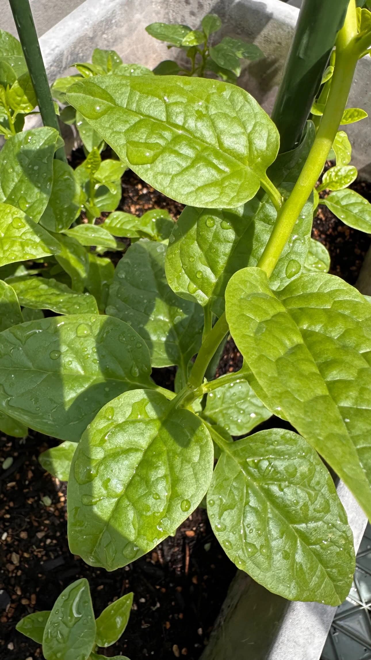 バルコニーのプランターで育つ、緑の茎のツルムラサキ