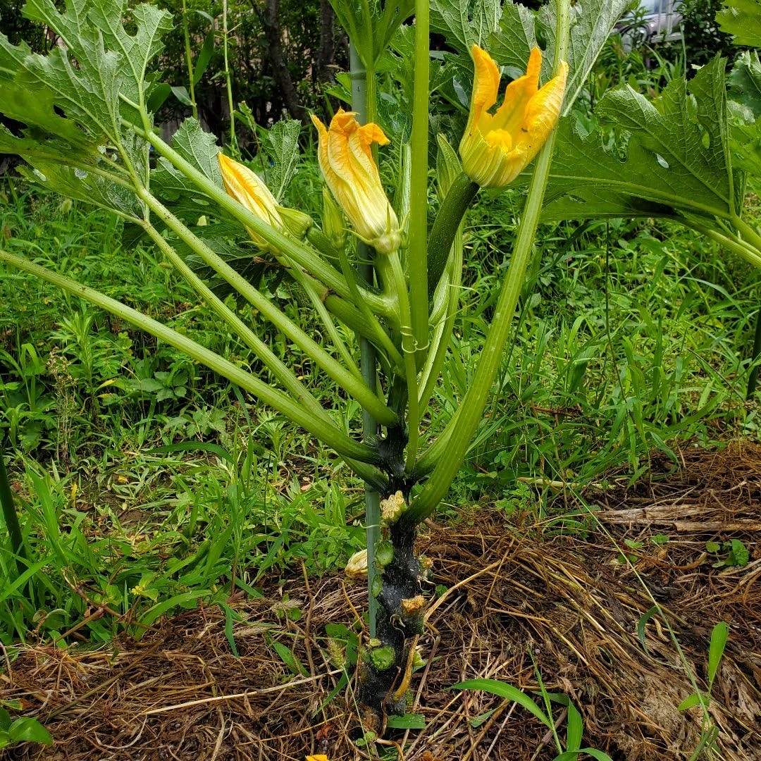 支柱に沿って茎を立ち上げ、黄色い花をいくつも咲かせたズッキーニの株