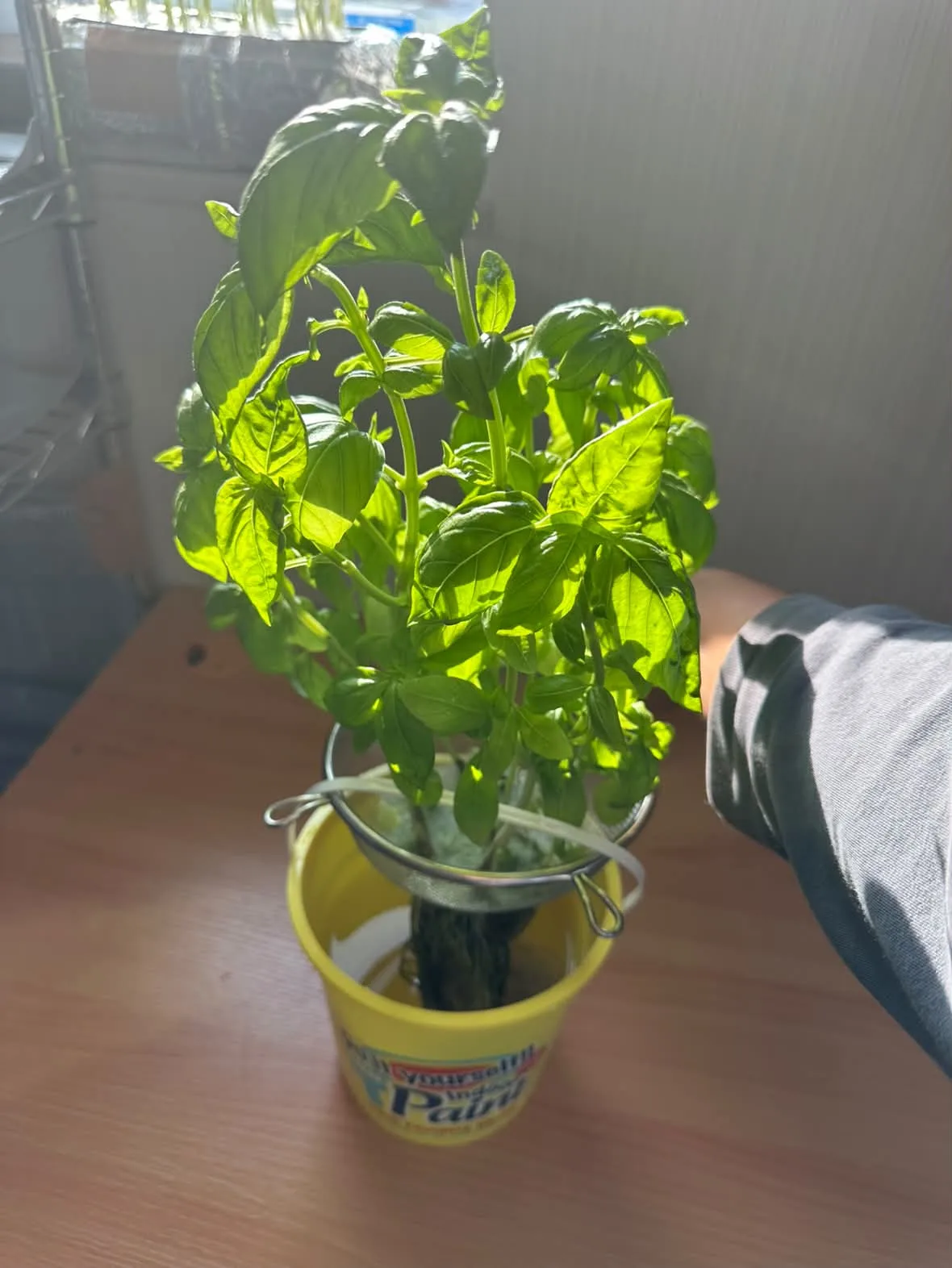 窓際の光を受けて育つ、ザルに植えたバジル