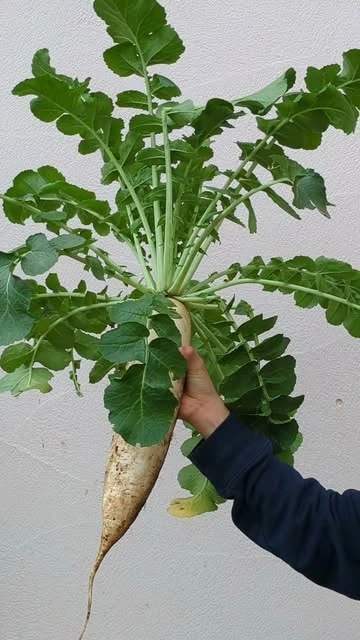 葉を広げたまま土つきで掘り上げ、片手で支えた太い大根