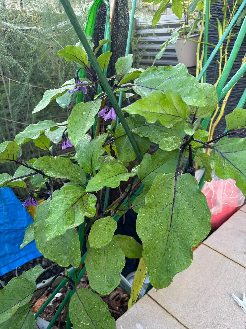 切り戻し後に葉を広げ、紫の花を咲かせたナスの株