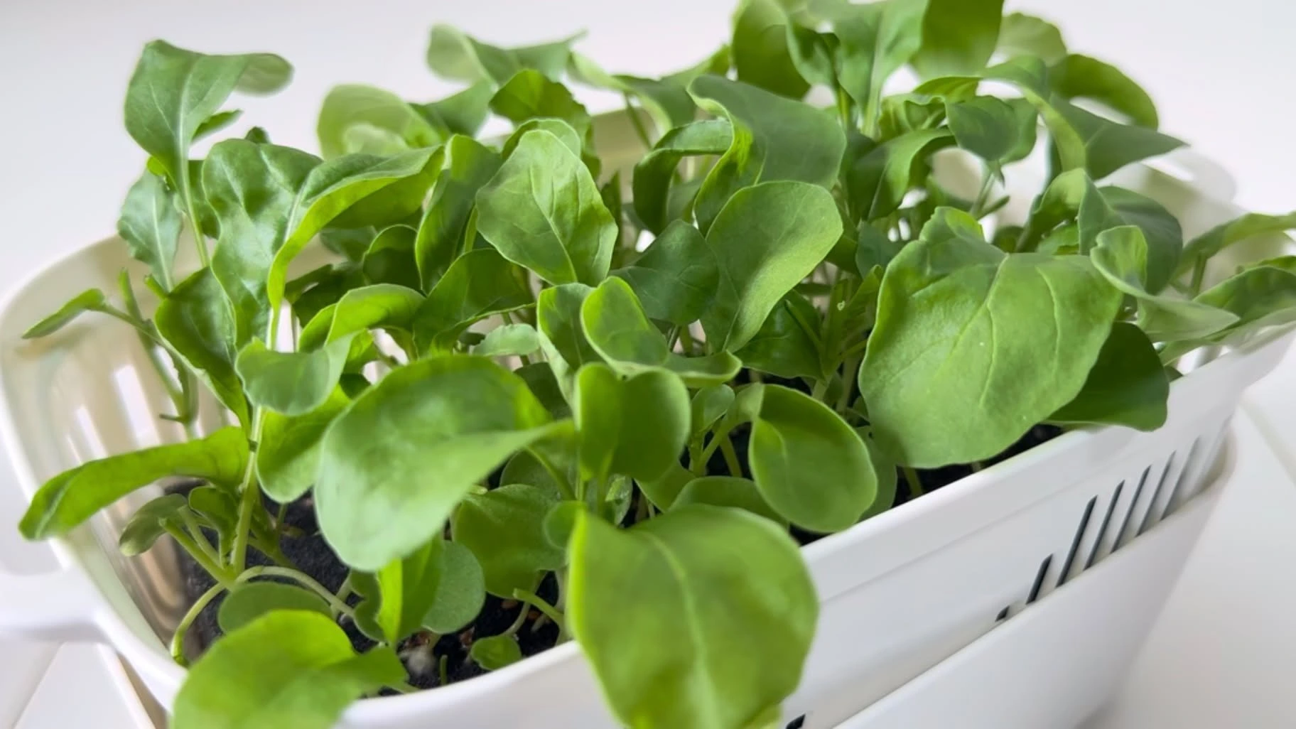 豆苗プランターで水耕栽培し、葉が茂ったルッコラ