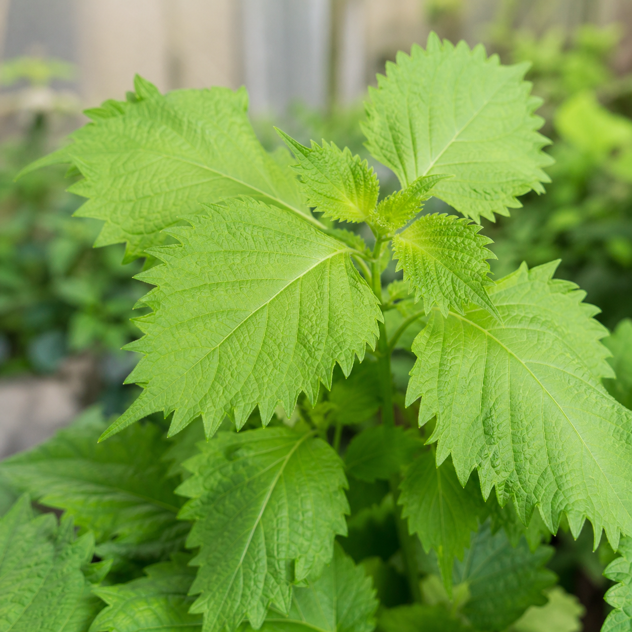 しそ